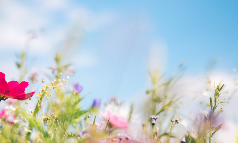 Ten ways to reduce allergy symptoms this spring