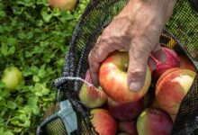 Embracing the Charm: Five Reasons to Fall for Autumn Embracing the Charm: Five Reasons to Fall for Autumn