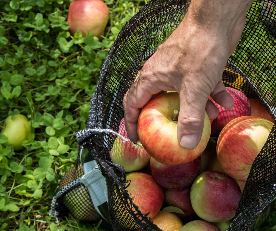 Get to picking those fresh apples! 