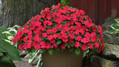 Bring vitality to gardens in the shade with impatiens: Your new burst of living color!