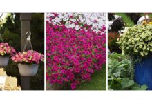 How to keep your garden on-trend with petunias this spring How to keep your garden on-trend with petunias this spring