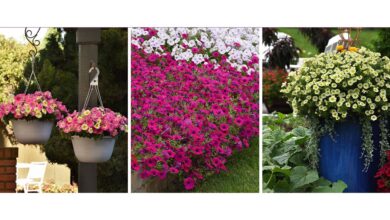 How to keep your garden on-trend with petunias this spring