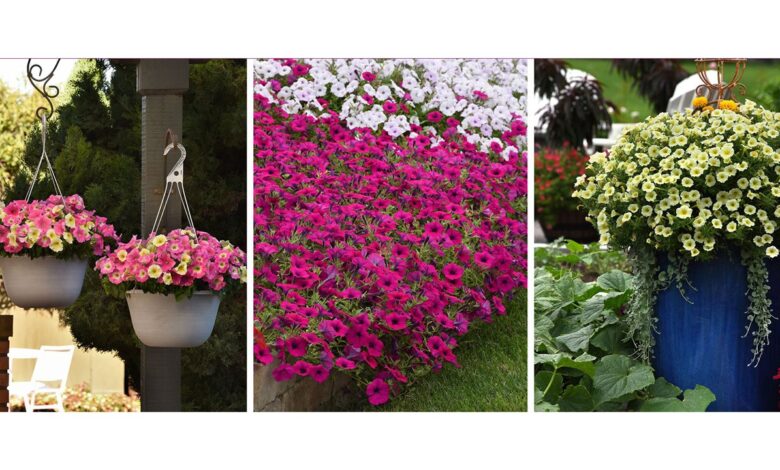 How to keep your garden on-trend with petunias this spring