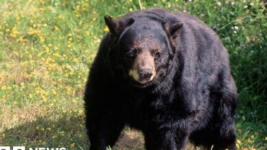 Fatal Black Bear Attack: A First in California History