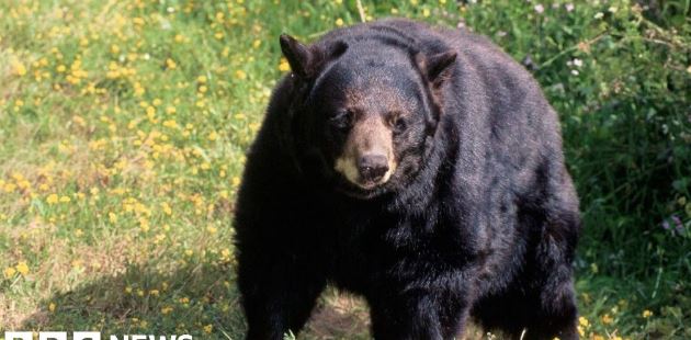 Fatal Black Bear Attack: A First in California History