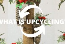The Transformative Power of Upcycling: How It Benefits You and the Environment The Transformative Power of Upcycling: How It Benefits You and the Environment