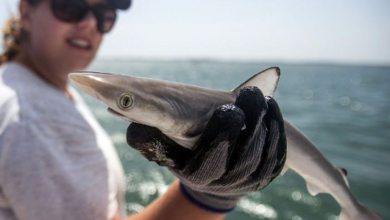 Sharks Off Brazil Coast Test Positive for Cocaine, Raising Environmental and Public Health Concerns