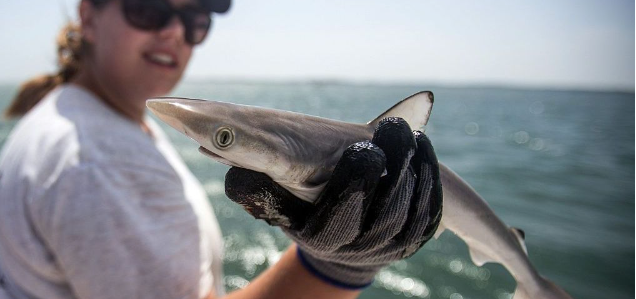 Sharks Off Brazil Coast Test Positive for Cocaine, Raising Environmental and Public Health Concerns