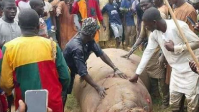 Nigerian Town Celebrates After Hunting Down Deadly Hippo Threatening Community