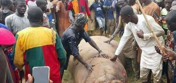 Nigerian Town Celebrates After Hunting Down Deadly Hippo Threatening Community