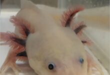 Axolotls help reveal keratinocytes, not fibroblasts, make collagen for healthy skin