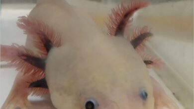 Axolotls help reveal keratinocytes, not fibroblasts, make collagen for healthy skin