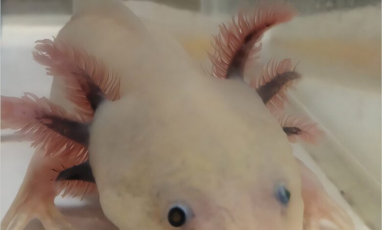 Axolotls help reveal keratinocytes, not fibroblasts, make collagen for healthy skin