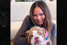 Chrissy Teigen and John Legend Rescue Dog Months After Their Dog Passed Away