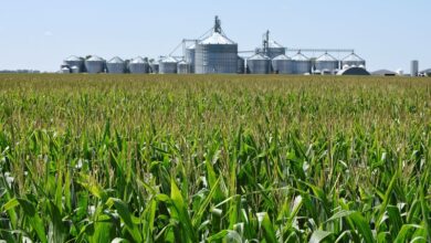 EU tariffs on US grains to hit livestock sector, industry group says