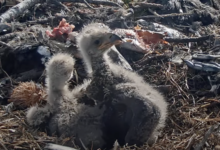 Help Jackie and Shadow name their bald eagle chicks Help Jackie and Shadow name their bald eagle chicks