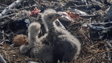 Help Jackie and Shadow name their bald eagle chicks