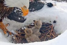 Live cam bald eagles lost 1 of 3 chicks after snowstorm