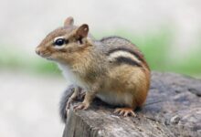 Live hantavirus is carried by more than 30 New Mexico small mammal species