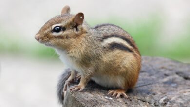 Live hantavirus is carried by more than 30 New Mexico small mammal species