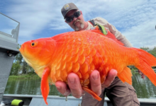 Please stop releasing pet goldfish into the wild