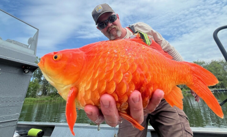 Please stop releasing pet goldfish into the wild