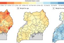 Rainfall and drought linked to childhood growth outcomes in Uganda