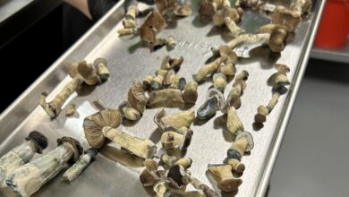 The Colorado psychedelic mushroom experiment has arrived