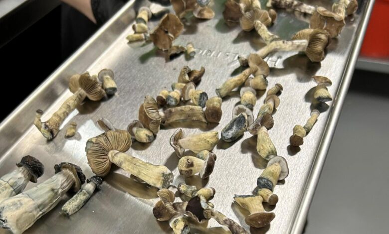 The Colorado psychedelic mushroom experiment has arrived