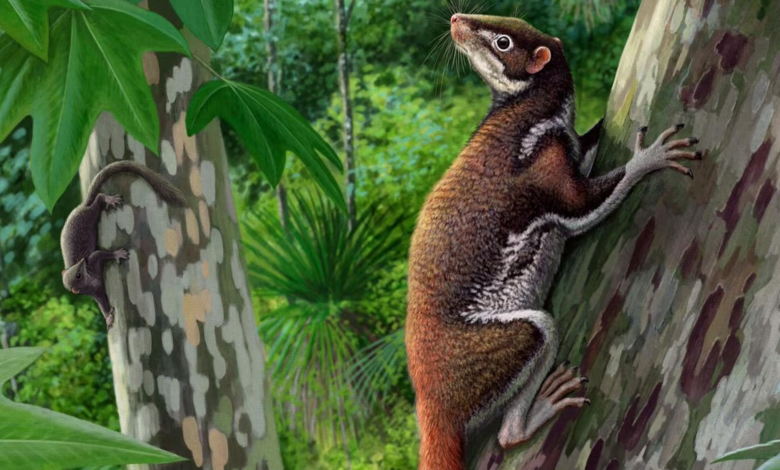 This extinct tree-dwelling mammal may be among humans’ closer relatives