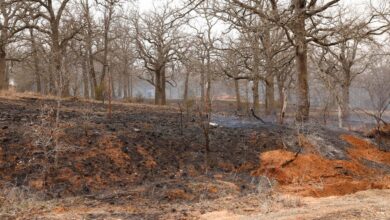 Severe weather storms move through U.S. with tornadoes, wildfires; at least 3 dead in Texas