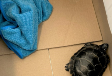 Man tried to sneak invasive turtle through airport security in his pants, TSA says