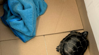 Man tried to sneak invasive turtle through airport security in his pants, TSA says