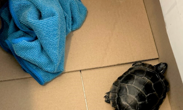 Man tried to sneak invasive turtle through airport security in his pants, TSA says