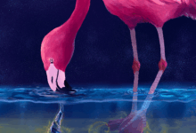 Flamingos conjure ‘water tornadoes’ to trap their prey Flamingos conjure ‘water tornadoes’ to trap their prey