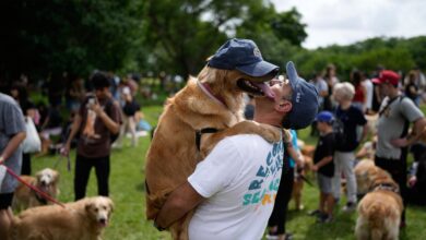 A symphony of woofs: 2,397 golden retrievers gather in Argentina park A symphony of woofs: 2,397 golden retrievers gather in Argentina park