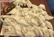 Dozens of live pythons found on truck attempting to cross Mexican border Dozens of live pythons found on truck attempting to cross Mexican border