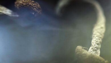 FDA fast-tracks review of new psychedelic mental health treatments FDA fast-tracks review of new psychedelic mental health treatments