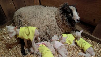 Sheep Expected To Have Twins Surprises Farmers With 4 More Sheep Expected To Have Twins Surprises Farmers With 4 More