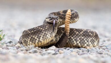 78-year-old woman dies from snake bites in Northern California: Sheriff 78-year-old woman dies from snake bites in Northern California: Sheriff