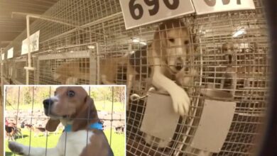 1,500 beagles rescued from troubled Ridglan Farms after animal activists stormed facility 1,500 beagles rescued from troubled Ridglan Farms after animal activists stormed facility