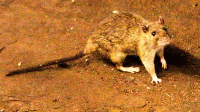 A suspected outbreak of the rare hantavirus on a cruise ship in the Atlantic Ocean kills 3 people A suspected outbreak of the rare hantavirus on a cruise ship in the Atlantic Ocean kills 3 people