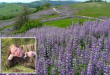 California park highlights wildflowers despite recent bloom vandalism California park highlights wildflowers despite recent bloom vandalism