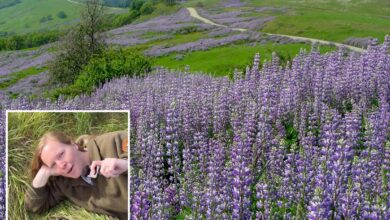California park highlights wildflowers despite recent bloom vandalism California park highlights wildflowers despite recent bloom vandalism