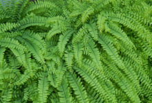 Spring Refresh: How Ferns Can Transform Your Outdoor Space Spring Refresh: How Ferns Can Transform Your Outdoor Space