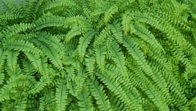 Spring Refresh: How Ferns Can Transform Your Outdoor Space Spring Refresh: How Ferns Can Transform Your Outdoor Space