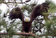 Texas man faces jailtime for killing bald eagle that landed in his tree Texas man faces jailtime for killing bald eagle that landed in his tree