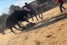 Bronx rodeo where rider was hurled from bull and trampled on didn’t have permit: report Bronx rodeo where rider was hurled from bull and trampled on didn’t have permit: report