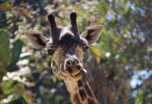LA Zoo teeters on edge of crisis facing crumbling facilities and budget strain LA Zoo teeters on edge of crisis facing crumbling facilities and budget strain