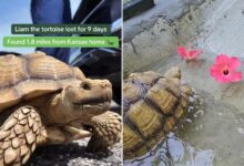 Missing tortoise reunited with family after Missouri search Missing tortoise reunited with family after Missouri search